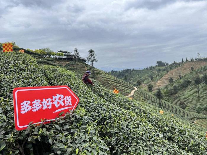 ▲蒙山茶的种植始于西汉,已有两千多年的历史,如今雅安市名山区茶园面积已达到39.2万亩。(朱龙丨摄)