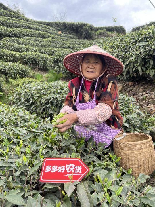 ▲四月的雅安名山,茶农们背着竹篓戴着遮阳帽采茶。(朱龙丨摄)