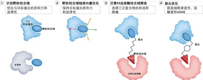 靶向蛋白质降解综述：分子结构、机制与临床现状