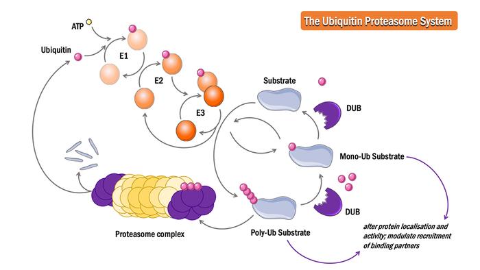 靶向蛋白质降解综述：分子结构、机制与临床现状