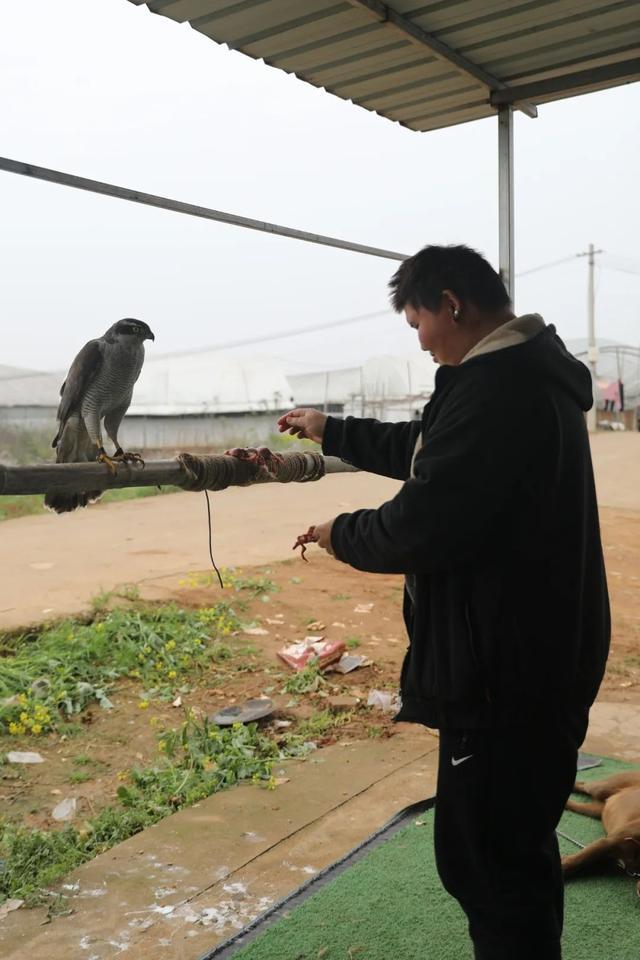 武汉小伙放弃每月三四万元收入，免费收留喂养受伤鸟类：“让它们重返自然是最有成就感的事”