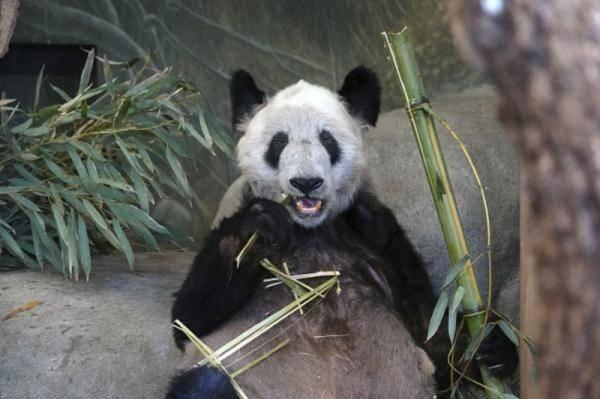 大熊猫丫丫将回国，民间“护卫队”：以前它有皮肤病，当地熊猫吃的食物比较干，被报道后有竹笋和苹果吃
