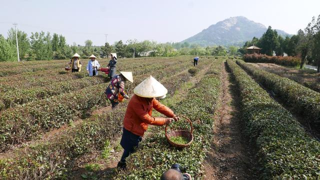 组图｜临沭：茶树种植专业合作社走出“茶文旅融合”路