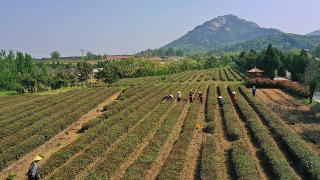 组图｜临沭：茶树种植专业合作社走出“茶文旅融合”路