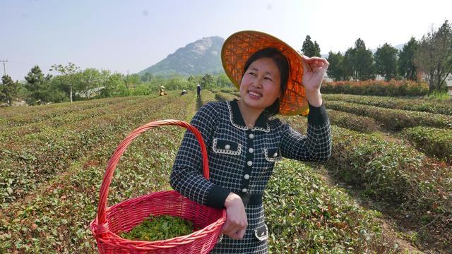 组图｜临沭：茶树种植专业合作社走出“茶文旅融合”路