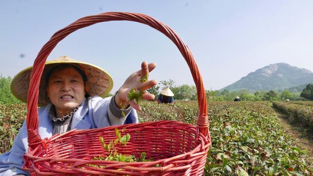 组图｜临沭：茶树种植专业合作社走出“茶文旅融合”路