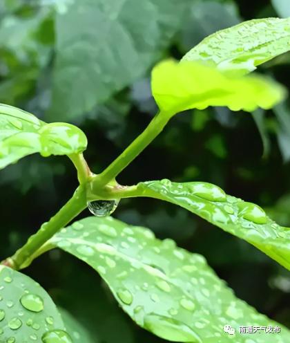 先晴后雨 通城“五一”天气出炉