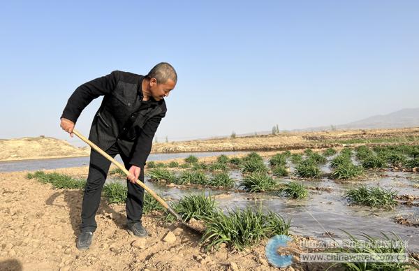 宁夏吴忠市红寺堡区：黄河水滋润好生活