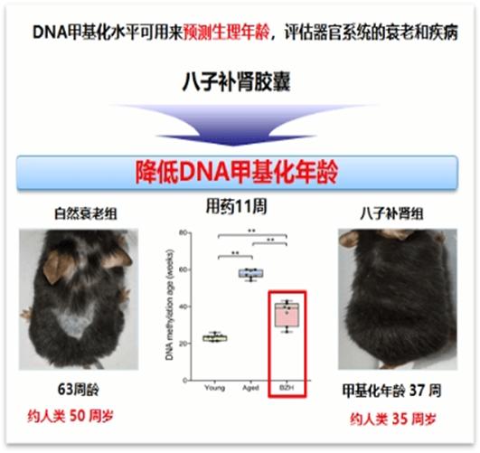 从“长寿”到“康寿”丨创新中药八子补肾胶囊降低DNA甲基化年龄，助力健康老龄化