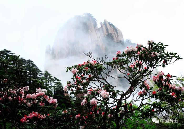 @所有人，拿上这份旅游攻略，“五一”假期畅游黄山！