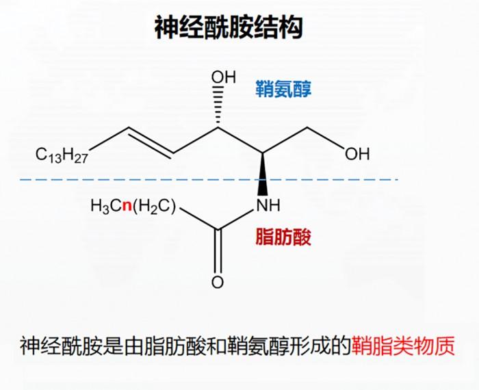 《科学》杂志报道解读-神经酰胺CERT评分更能预测心血管风险！