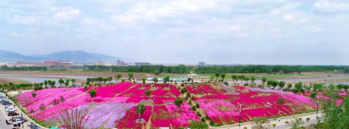 枣花香袭，“稷马”来临 一一激情五月，后稷故里山西稷山邀您“好看”