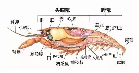 女子每天用上百斤小龙虾喂猪，当事人回应：虾也是自己养的，日产千斤