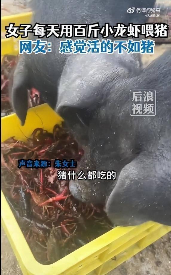 女子每天用上百斤小龙虾喂猪，当事人回应：虾也是自己养的，日产千斤