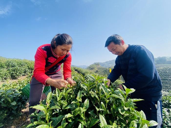 歙县溪头镇：名特优茶产销旺