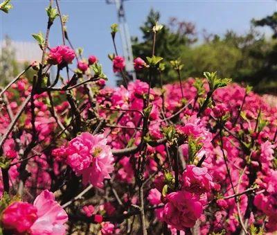 “榆”见最美花海 满都海公园邀您来打卡