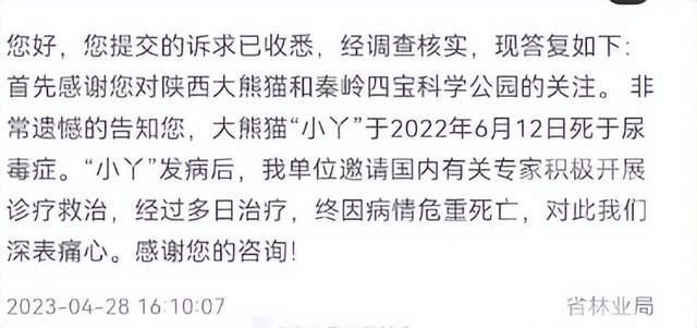 大熊猫“小丫”7岁因尿毒症去世，陕西省林业局：去年6月去世，发病到离世前，都有专业团队进行救治