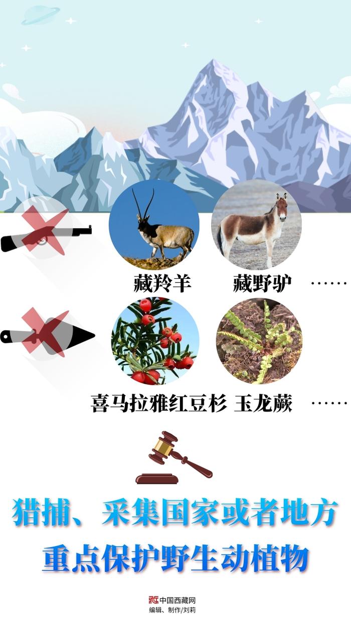 【看图学法】违反青藏高原生态保护法哪些行为会被从重处罚？