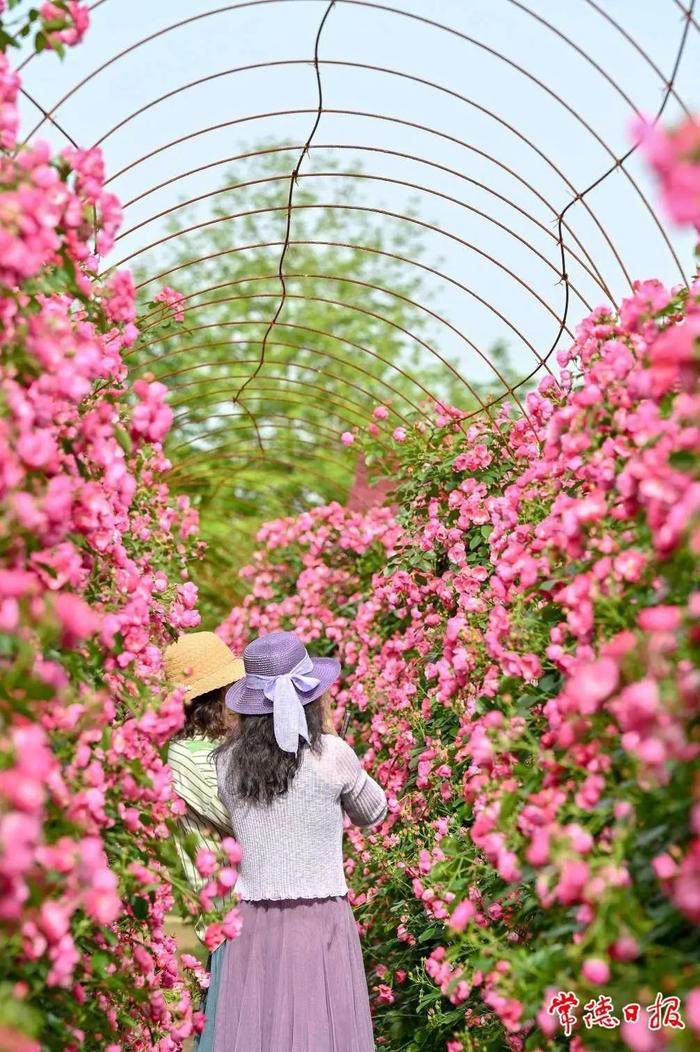 五一长假首日 常德桃花源景区开启“人从众”模式