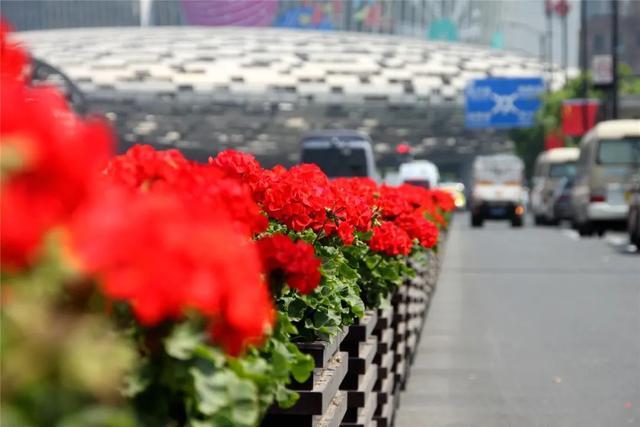 春日气息扑面而来，五角场环岛景观花卉上新