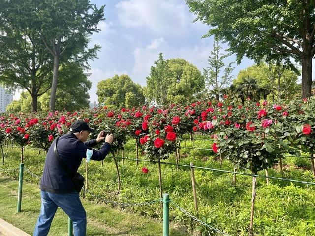 廊下闻香千般颜，无人不识月季花……大宁公园进入“月季时间”