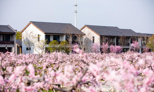 良辰好景归处，庄行郊野公园丨奉贤风物