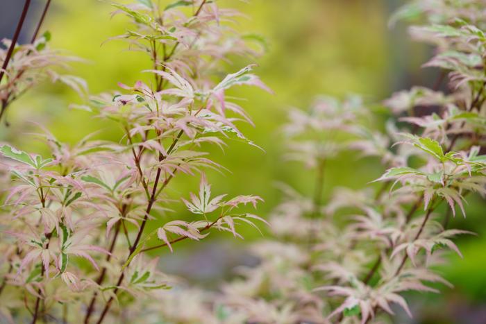 “枫树”最美的季节是秋天吗？不！是春天。探访晴山的花园，看不一样的“枫叶”！