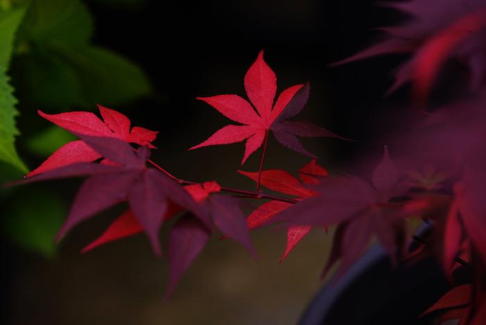 “枫树”最美的季节是秋天吗？不！是春天。探访晴山的花园，看不一样的“枫叶”！