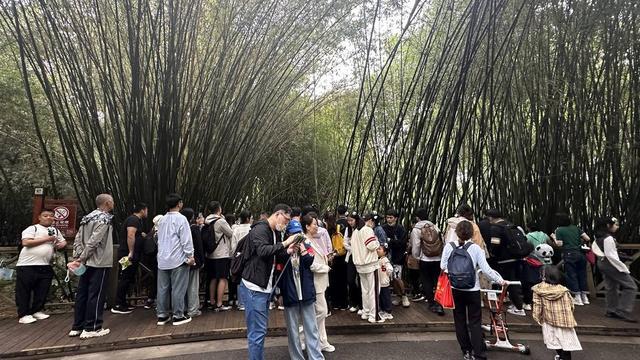 最牛赏“花”！一只“顶流猫儿”助力成都熊猫基地成五一全国最火景点之一