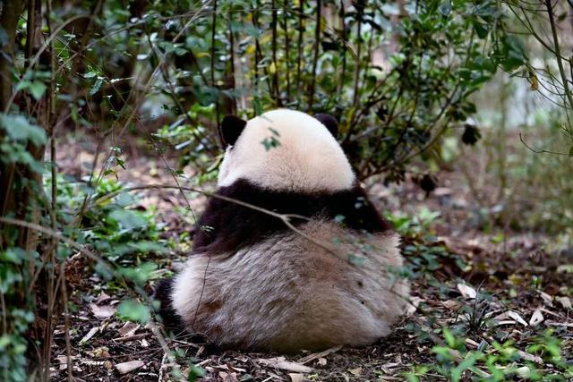 最牛赏“花”！一只“顶流猫儿”助力成都熊猫基地成五一全国最火景点之一