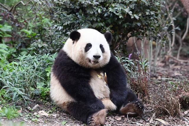 最牛赏“花”！一只“顶流猫儿”助力成都熊猫基地成五一全国最火景点之一