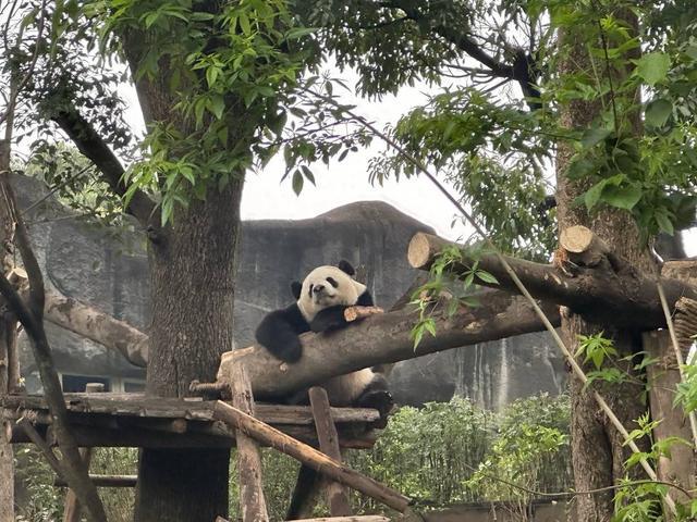 最牛赏“花”！一只“顶流猫儿”助力成都熊猫基地成五一全国最火景点之一