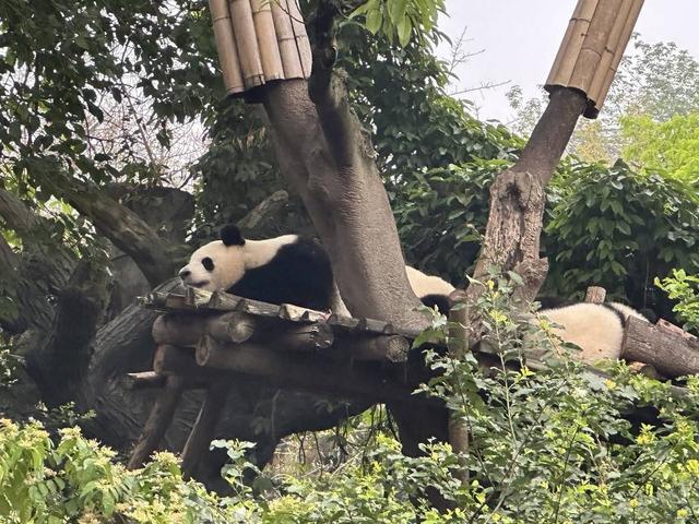 最牛赏“花”！一只“顶流猫儿”助力成都熊猫基地成五一全国最火景点之一