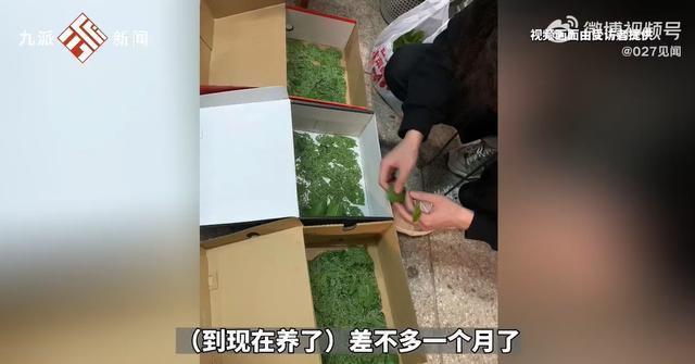 大学生在宿舍养700多只蚕：想等蚕吐丝，试着做一条蚕丝被