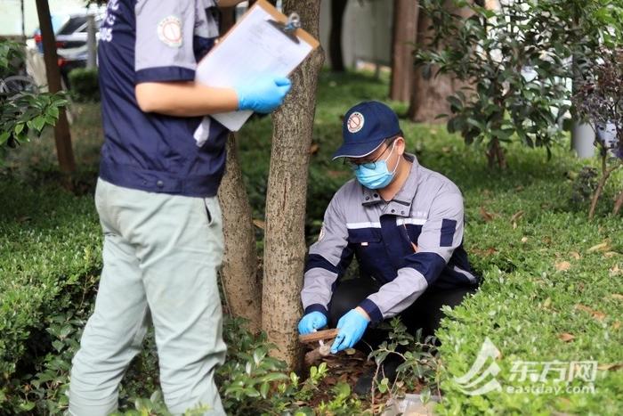 上海闷热潮湿白蚁蠢蠢欲动 “灭蚁特工队”严阵以待|附白蚁防治攻略