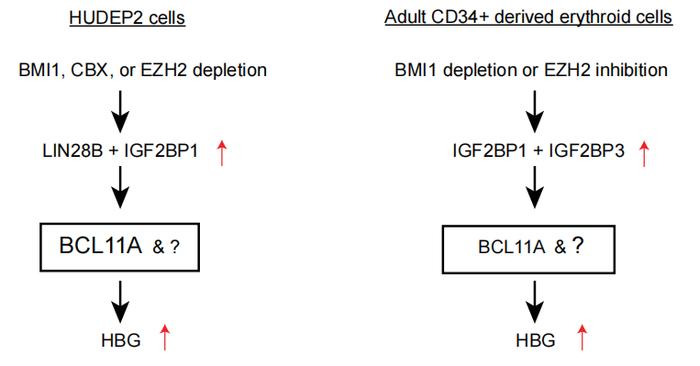 Blood: 科学家重要发现或为镰状细胞病等血液疾病提供治疗新靶点