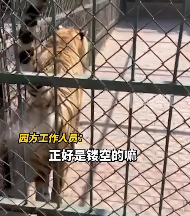 女游客在动物园拍老虎被喷一身尿，动物园：老虎在占领地，极少数情况让她遇到了