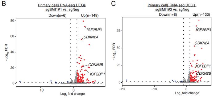 Blood: 科学家重要发现或为镰状细胞病等血液疾病提供治疗新靶点