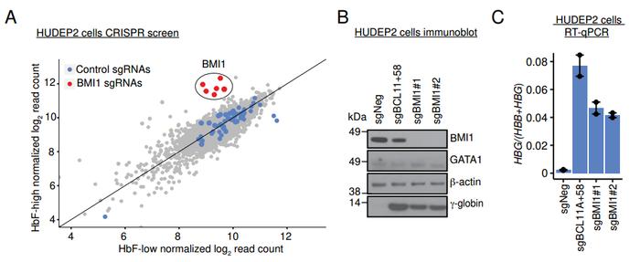 Blood: 科学家重要发现或为镰状细胞病等血液疾病提供治疗新靶点