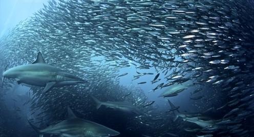为什么深海鳀鱼的营养价值可以和三文鱼、鳕鱼并列，看完就明白了