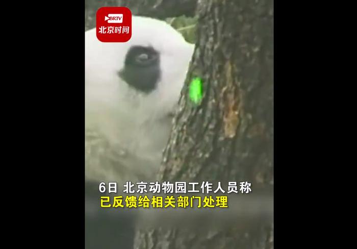 北动回应游客用激光笔照射大熊猫：已反馈给相关部门处理