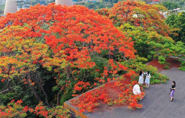 四川攀枝花的凤凰花美翻了 网友建议恢复“市树”头衔 当地回应