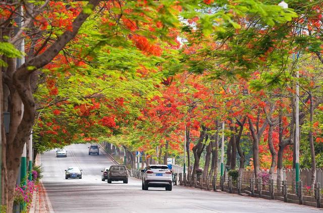 四川攀枝花的凤凰花美翻了 网友建议恢复“市树”头衔 当地回应