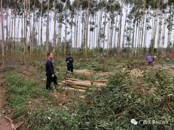 每亩最高补贴1200元，广西一地一年清退桉树超3万亩