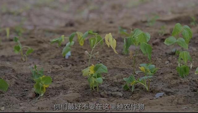 李亚鹏自曝在别墅小院种菜被物业警告，“你们最好不要在这里种农作物”，发视频道歉并把菜苗铲除：太可惜了