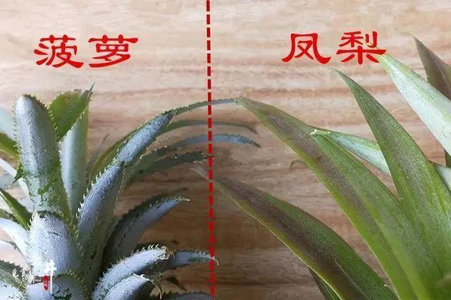 菠萝与凤梨，名字不同所以品种就不同了吗？