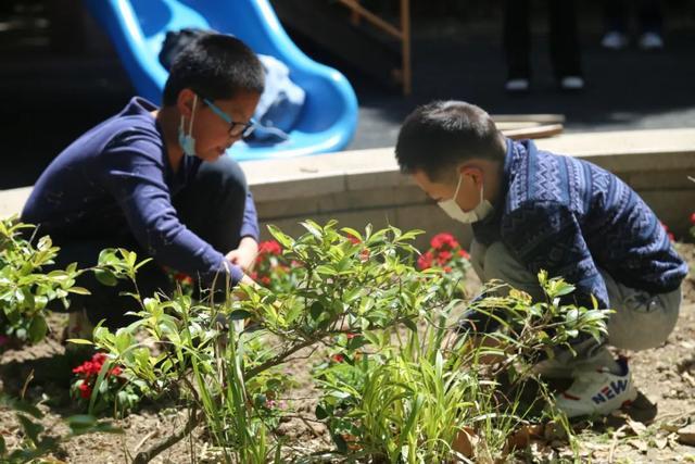 这些孩子竟然在自家小区的花园里挖呀挖呀挖……