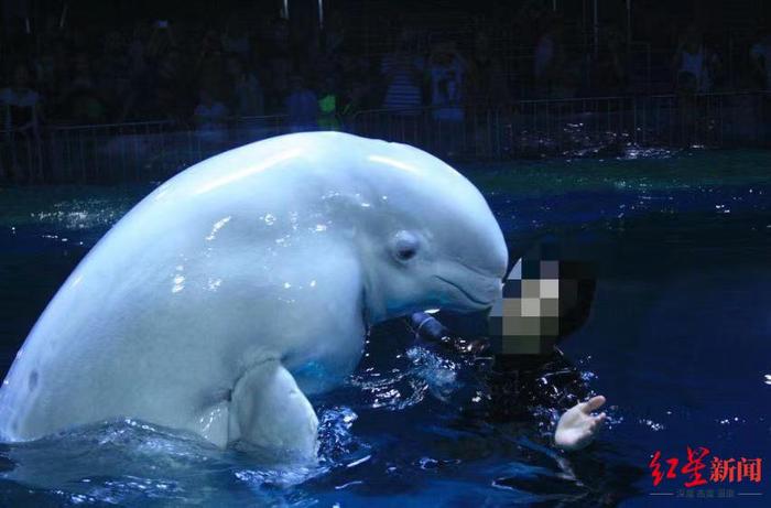 ↑白鲸“苏菲”生前。图据深圳小梅沙海洋世界公众号