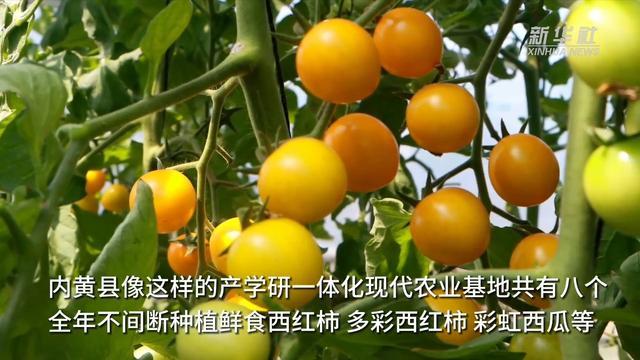 河南内黄：鲜食西红柿成“致富果” 线上线下销售忙