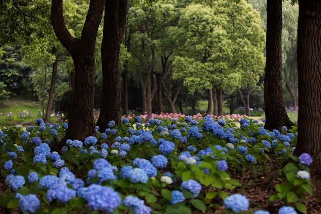 分享丨滨江森林公园八仙花初开，浪漫花海即将上线